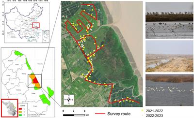 Habitat utilization of the Eurasian spoonbill (Platalea leucorodia) wintering in the Yancheng National Nature Reserve: relative importance of artificial habitats